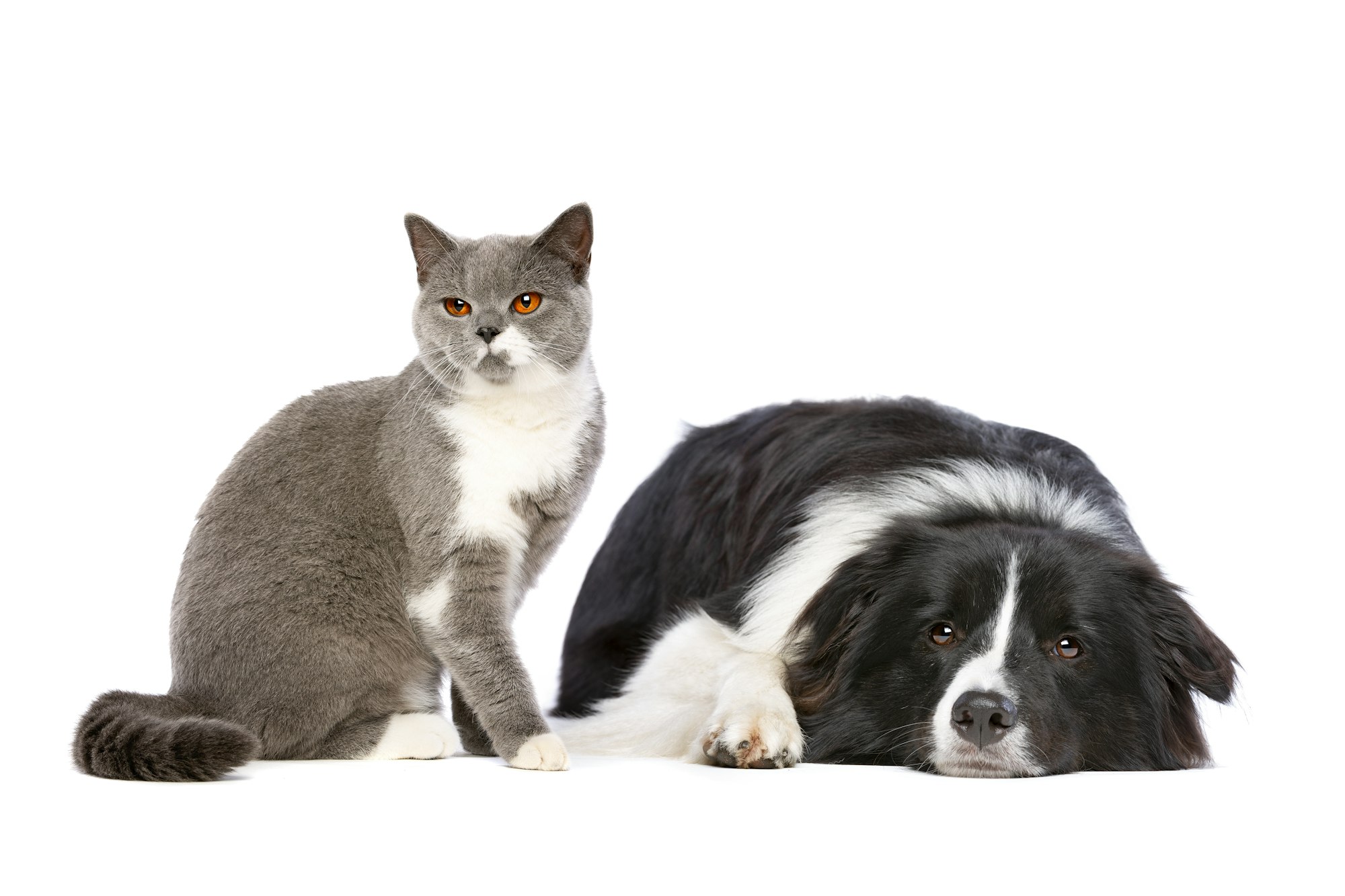 dog and cat